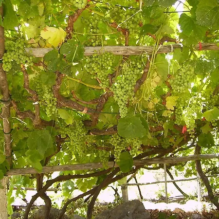 Farm Finca Weinberg * Icod De Los Vinos
